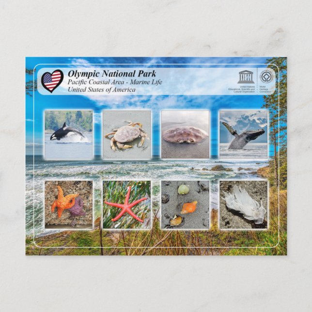 UNESCO WH- Olympic National Park - Marine Life Postkarte (Vorderseite)