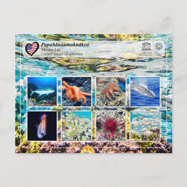 UNESCO WH- Papahānaumokuākea - Leben in der Marine Postkarte (Vorderseite)
