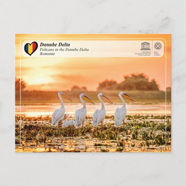 UNESCO WH- Pelikane im Donaudelta Postkarte (Vorderseite)
