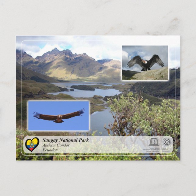 UNESCO WH- Sangay National Park - Andean Condor Postkarte (Vorderseite)