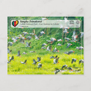 UNESCO WH- Sangha Trinational - Lobéké Postkarte