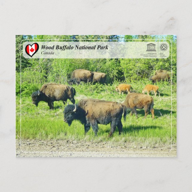 UNESCO WH- Wood Buffalo Nationalpark Postkarte (Vorderseite)