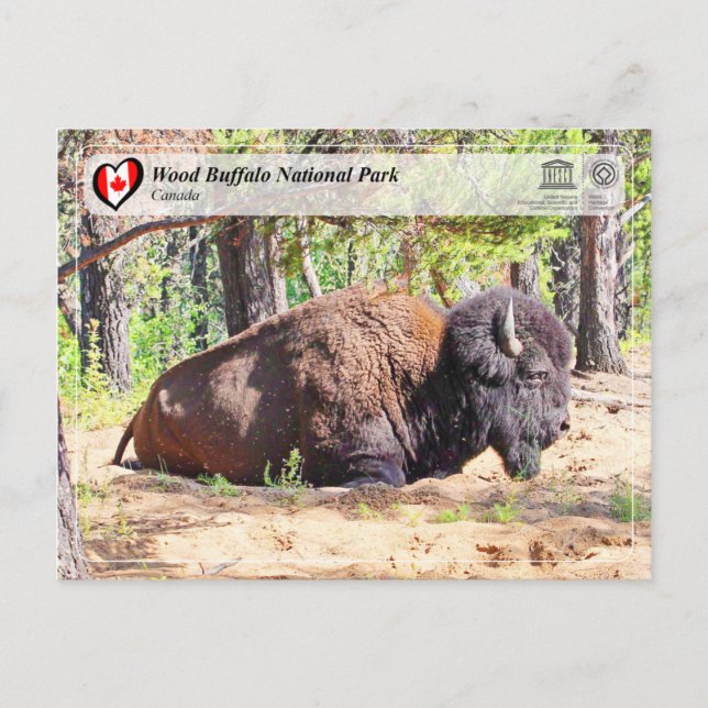 UNESCO WH- Wood Buffalo Nationalpark Postkarte (Vorderseite)