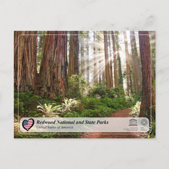 UNESCO WHS - Redwood National und Staat Parks Postkarte (Vorderseite)