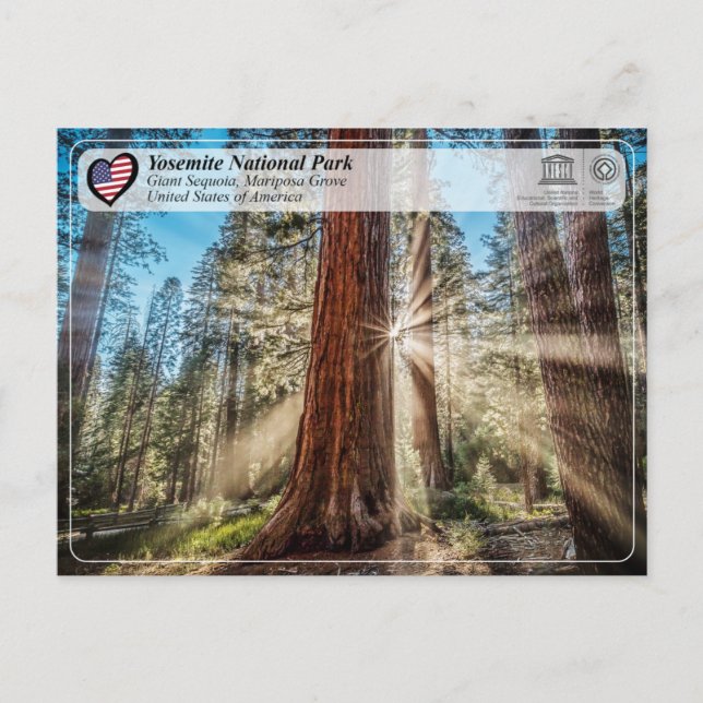 UNESCO - Yosemite National Park - Mariposa Grove P Postkarte (Vorderseite)