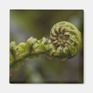 Unfurling Farn-Wedel Magnet