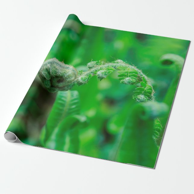 Unfurling Farne Geschenkpapier (Ungerollt)