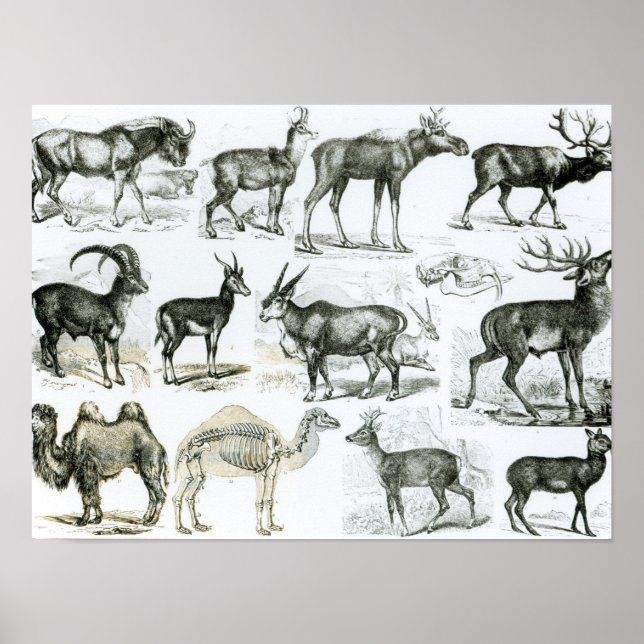 Ungalata or Hoofed Animals Poster (Vorne)