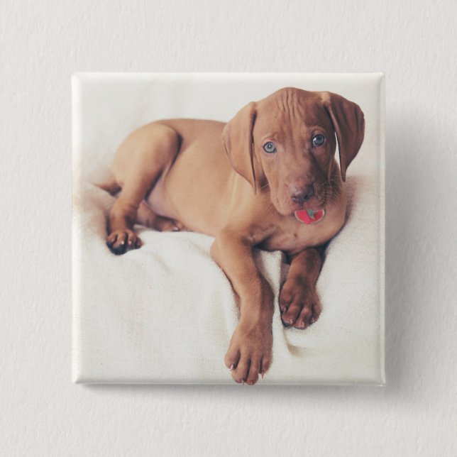 Ungar Vizsla Welpe Button (Vorderseite)