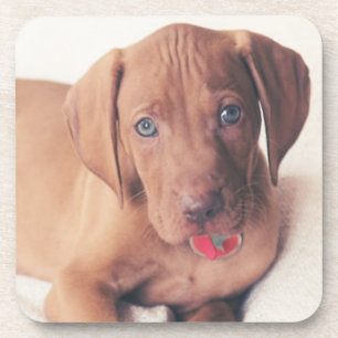 Ungar Vizsla Welpe Getränkeuntersetzer