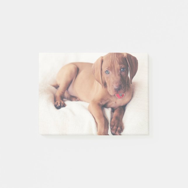 Ungar Vizsla Welpe Post-it Klebezettel (Vorderseite)