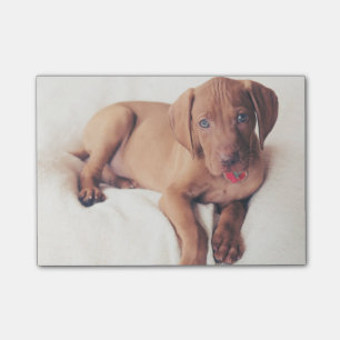 Ungar Vizsla Welpe Post-it Klebezettel