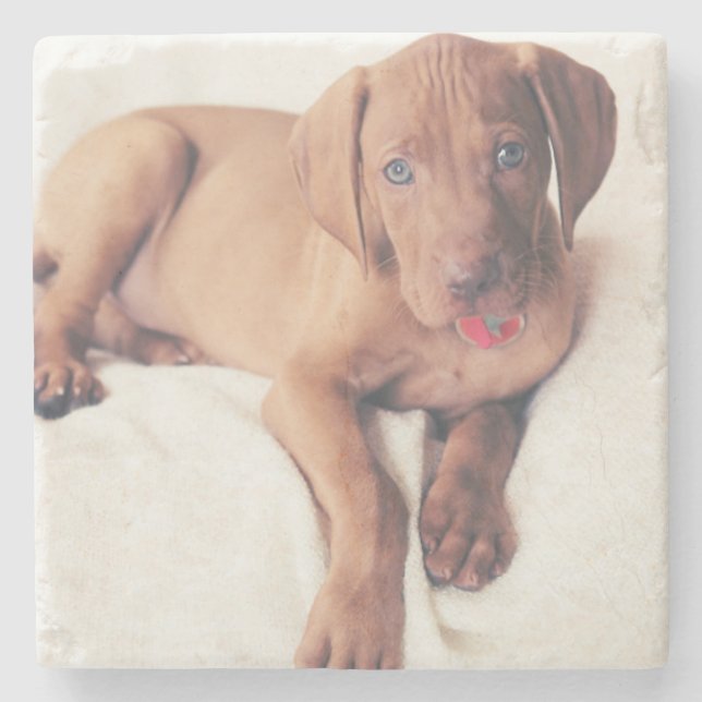 Ungar Vizsla Welpe Steinuntersetzer (Vorderseite)