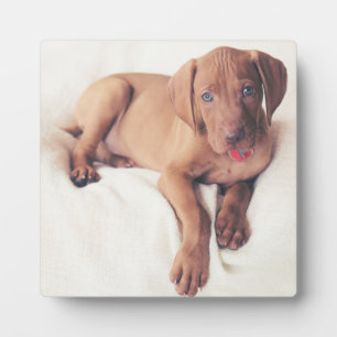 Ungarisch Vizsla Puppy Fotoplatte