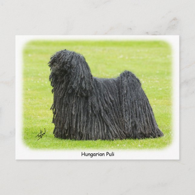 Ungarischer Puli 9R71D-101 Postkarte (Vorderseite)