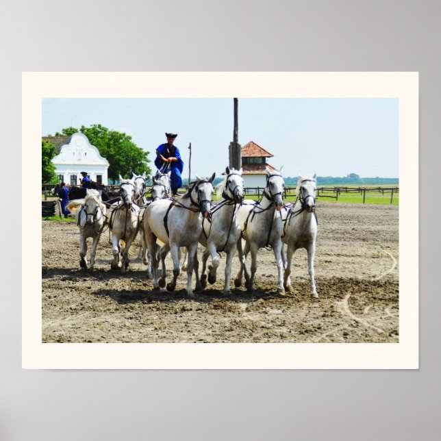 Ungarisches Pferd Poster (Vorne)