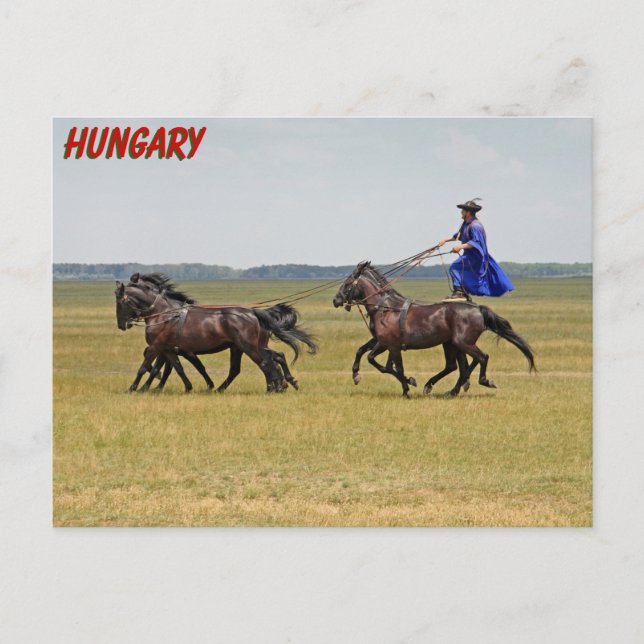 Ungarn - Pferde Postkarte (Vorderseite)