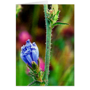 Ungeöffnete Chicorée