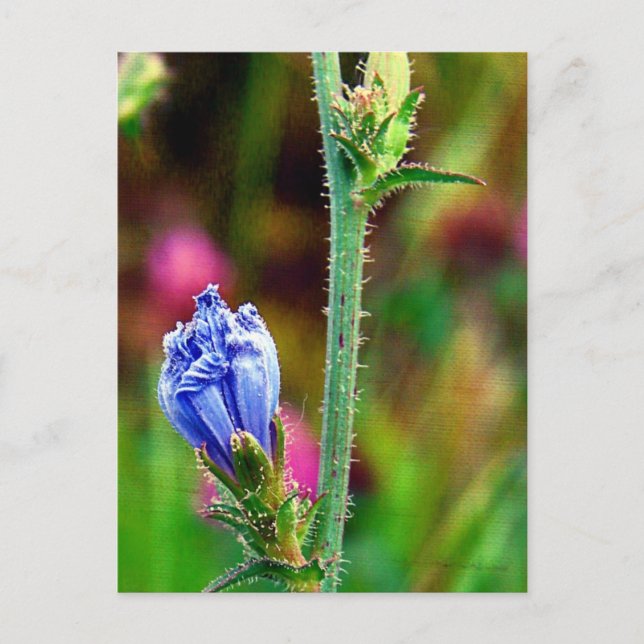 Ungeöffnete Chicorée Postkarte (Vorderseite)