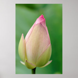 Ungeöffnete Seerosenknolle, Durban Botanical Poster