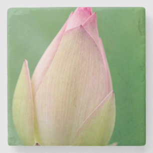 Ungeöffnete Seerosenknolle, Durban Botanical Steinuntersetzer