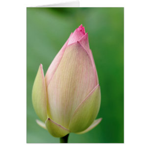 Ungeöffnetes Wasserlily Bulb, botanischer Durban