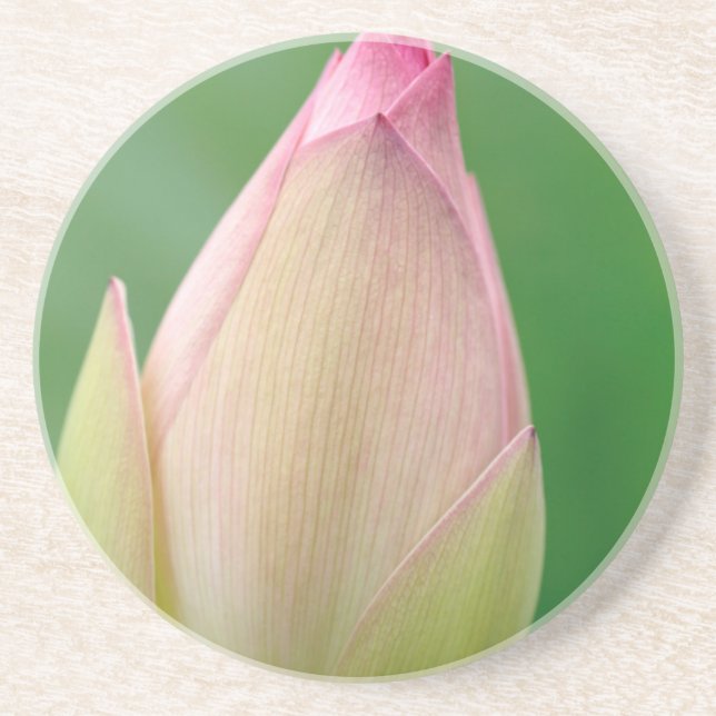 Ungeöffnetes Wasserlily Bulb, botanischer Durban Sandstein Untersetzer (Vorne)