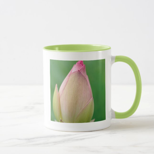 Ungeöffnetes Wasserlily Bulb, botanischer Durban Tasse (Rechts)