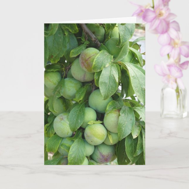Ungereifter Lila Pflaumenbaum Karte (Orchidee)