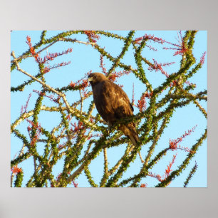 Ungetarnter Rotschwanzfalken in Ocotillo Bush Poster