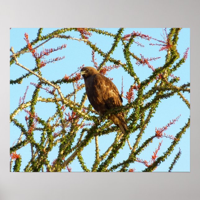 Ungetarnter Rotschwanzfalken in Ocotillo Bush Poster (Vorne)