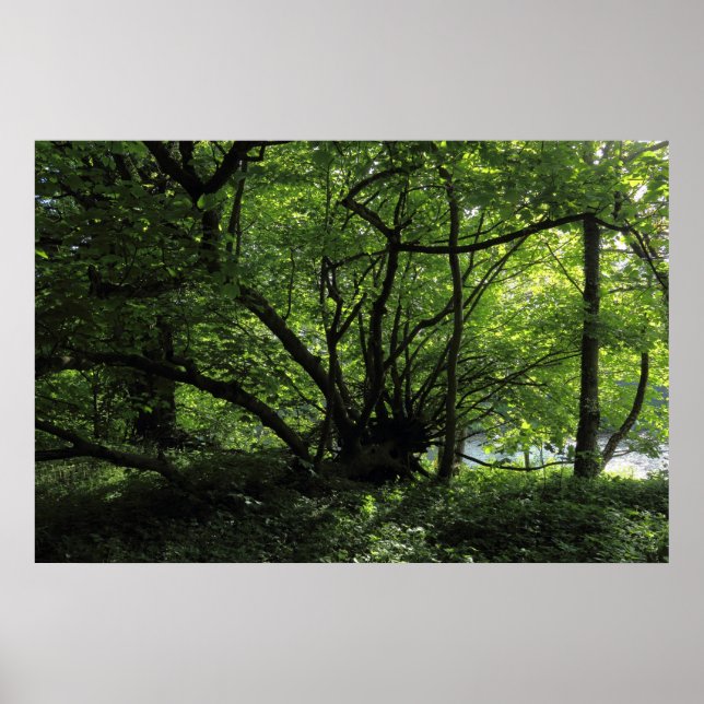 Ungewöhnlicher Baum, Bute Park, Cardiff, Wales Poster (Vorne)