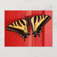 ungewöhnlicher Schmetterling