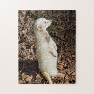 Ungewöhnliches Weiße Pelze Meerkat
