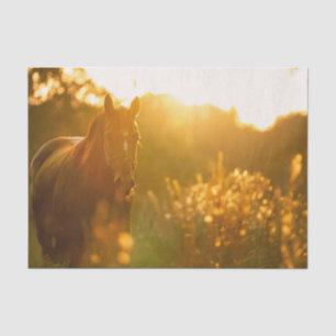 Unglaublich atemberberndes Pferd in Sonnenlicht ge Seidenpapier