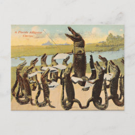 Unglaublich witzig Florida Gator Chorus Postkarte