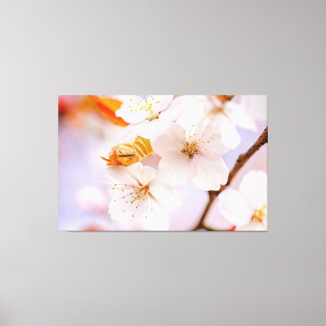 Unglaubliche Schönheit der Sakura-Blume im Frühjah Leinwanddruck (Vorderseite)