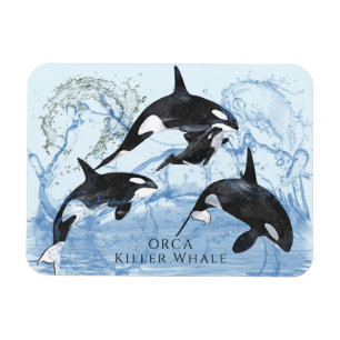 Unglaubliche Schwarz-Weiß-Wasserfarben-Orcas Magnet