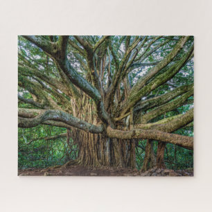 Unglaublicher Banyan-Baum