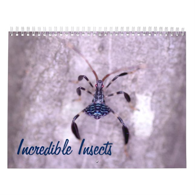 Unglaublicher Insekten-Kalender Kalender (Titelbild)