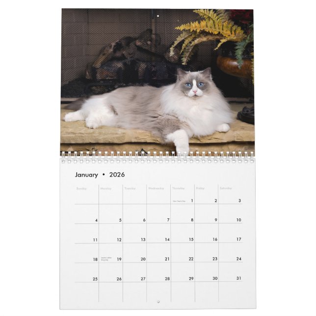 Unglaublicher Ragdolls Wandkalender (Jan 2026)