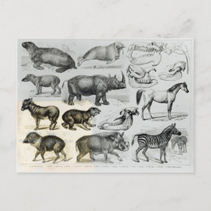Ungulata oder Haustiere Postkarte