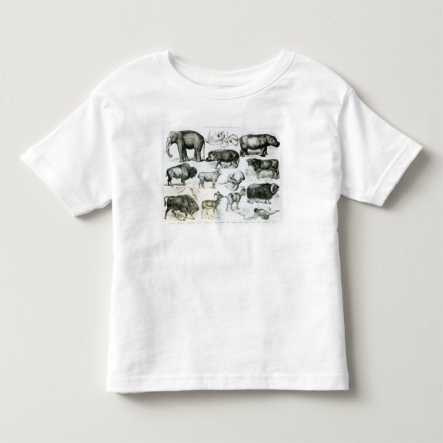 Ungulata oder Huftiere Kleinkind T-shirt (Vorderseite)
