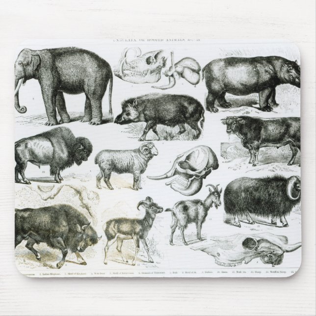 Ungulata oder Huftiere Mousepad (Vorne)