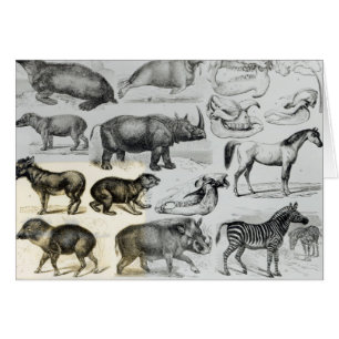 Ungulata ou animaux à sabots