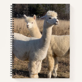 Uni Ruled Spiral Notebook - White Alpacas Notizbuch