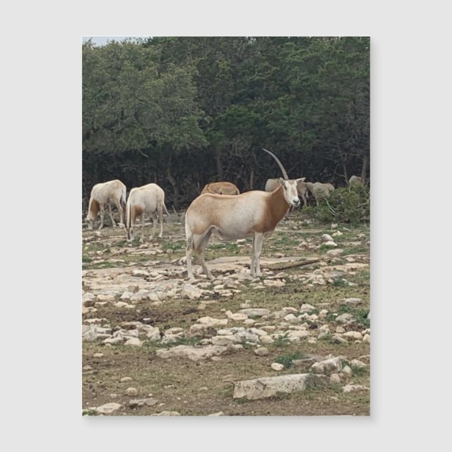 Unicorn Oryx Magnet (Vorderseite)