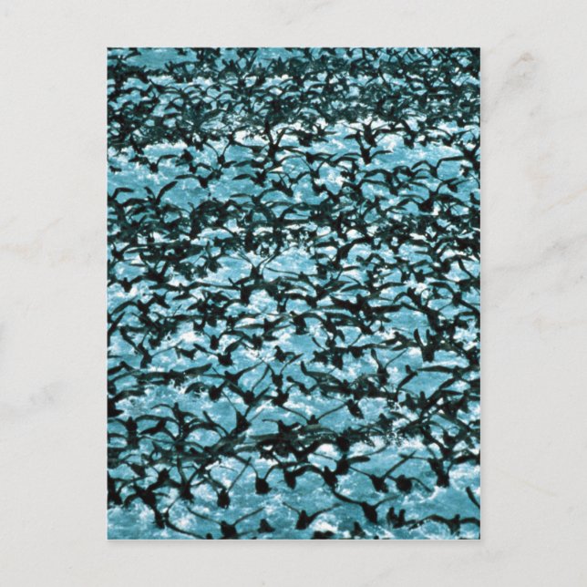 Unimak Pass Herde Postkarte (Vorderseite)