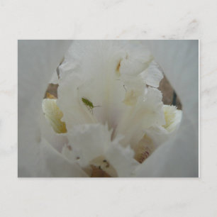 Unique Bug auf einer Iris-Blume Postkarte