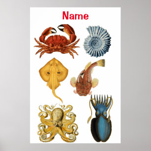 Unique Sea Beings Assortiment Thunder_Cove Poster